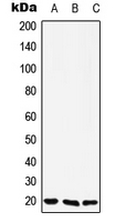 1 - Anti-YAF2 Antibody AP50725