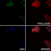 3 - Anti-IFN omega Antibody AP50726