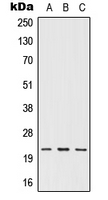 1 - Anti-IFN omega Antibody AP50726