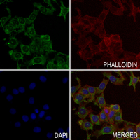 3 - Anti-Claudin 11 Antibody AP50727