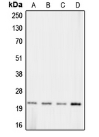 1 - Anti-Claudin 11 Antibody AP50727