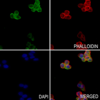 3 - Anti-CD335 Antibody AP50728