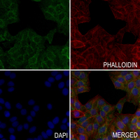 3 - Anti-EAAT3 Antibody AP50729