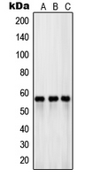 1 - Anti-EAAT3 Antibody AP50729