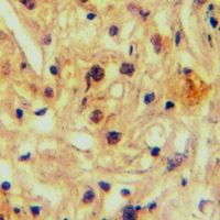 19 - Anti-ABCA5 Antibody AP50730