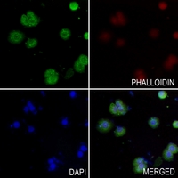 3 - Anti-LZTR1 Antibody AP50731