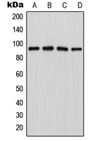 1 - Anti-LZTR1 Antibody AP50731