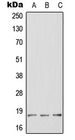 1 - Anti-HES2 Antibody AP50732