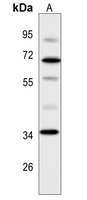1 - Anti-Opticin Antibody AP50733
