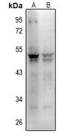1 - Anti-CD279 Antibody AP50734
