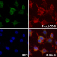 3 - Anti-PLC gamma 2 Antibody AP50935