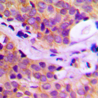 19 - Anti-PLC gamma 2 Antibody AP50935