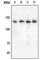 1 - Anti-PLC gamma 2 Antibody AP50935