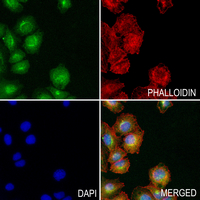 3 - Anti-Aquaporin 4 Antibody AP50937