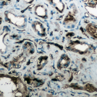 19 - Anti-Aquaporin 4 Antibody AP50937