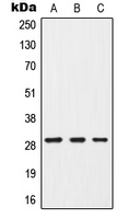 1 - Anti-G18 Antibody AP50938