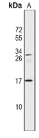 1 - Anti-IL-37 Antibody AP50940