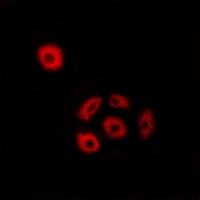 3 - Anti-Fibulin 2 Antibody AP50941