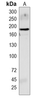 1 - Anti-ABCA8 Antibody AP50945
