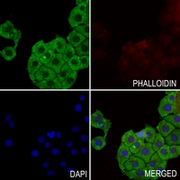 3 - Anti-ABCG1 Antibody AP50949