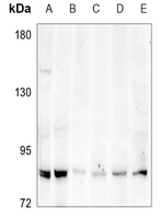 1 - Anti-ABCG1 Antibody AP50949