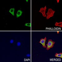 3 - Anti-ABCG2 Antibody AP50950