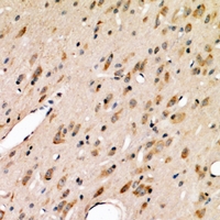 19 - Anti-ABCG2 Antibody AP50950
