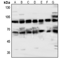 1 - Anti-ABCG2 Antibody AP50950