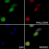 3 - Anti-ABI1 Antibody AP50953