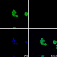3 - Anti-Acetylcholinesterase Antibody AP50956