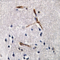 19 - Anti-ACRBP Antibody AP50957