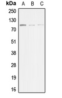 1 - Anti-ACTN3 Antibody AP50960