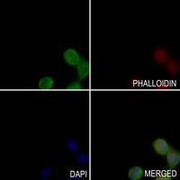 3 - Anti-ARP3 Antibody AP50961