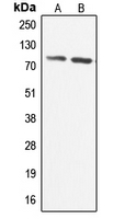 1 - Anti-CABC1 Antibody AP50963