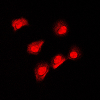 3 - Anti-AIFM1 Antibody AP50967