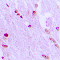 19 - Anti-AIFM1 Antibody AP50967