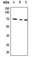 1 - Anti-AIFM1 Antibody AP50967