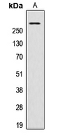 1 - Anti-AKAP13 Antibody AP50968