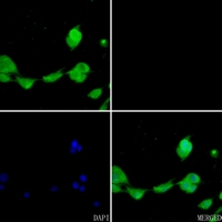 3 - Anti-ALDH2 Antibody AP50970