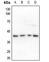 1 - Anti-ALDOA Antibody AP50972