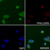 3 - Anti-ALMS1 Antibody AP50973