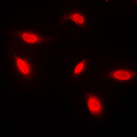 3 - Anti-ANAPC1 Antibody AP50974