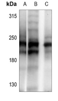 1 - Anti-ANAPC1 Antibody AP50974