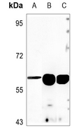 1 - Anti-ANGPTL1 Antibody AP50975