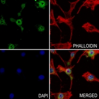 3 - Anti-Annexin A2 Antibody AP50977