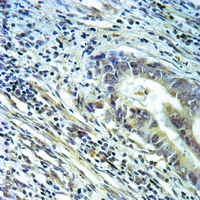 19 - Anti-Annexin A2 Antibody AP50977
