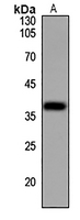 1 - Anti-Annexin A3 Antibody AP50978