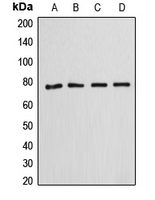 1 - Anti-Annexin A6 Antibody AP50979