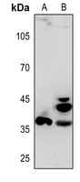 1 - Anti-APAF-1-ALT Antibody AP50980