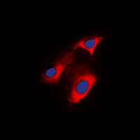 3 - Anti-APC Antibody AP50981